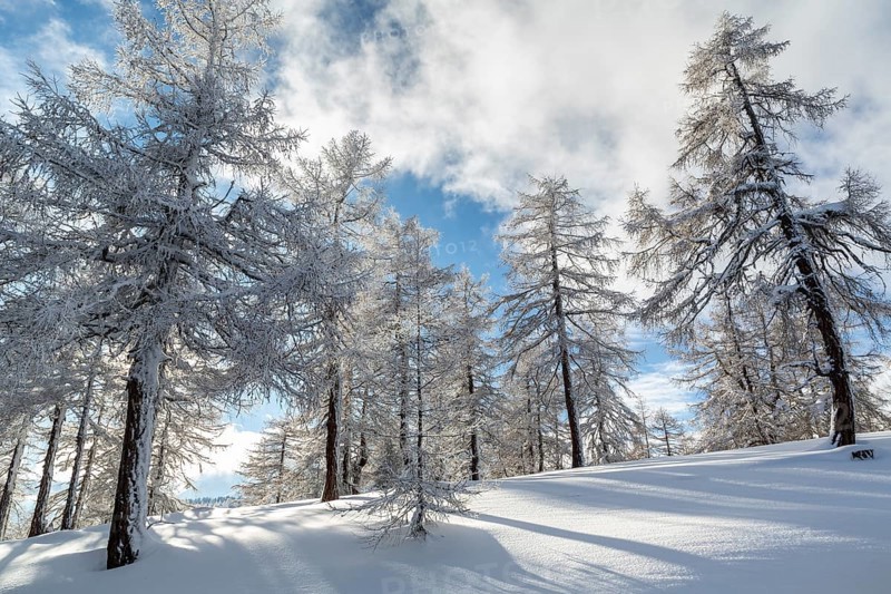 Winter landscape