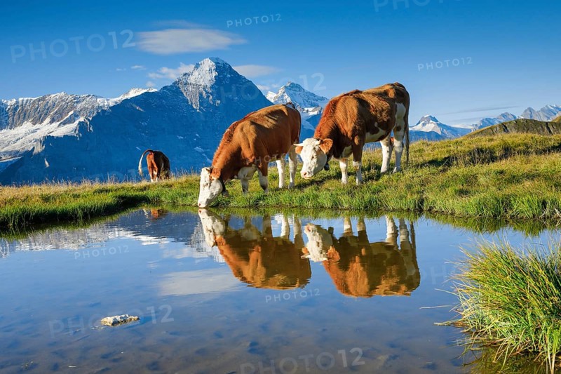 Cows in front of Eiger and Jungfrau