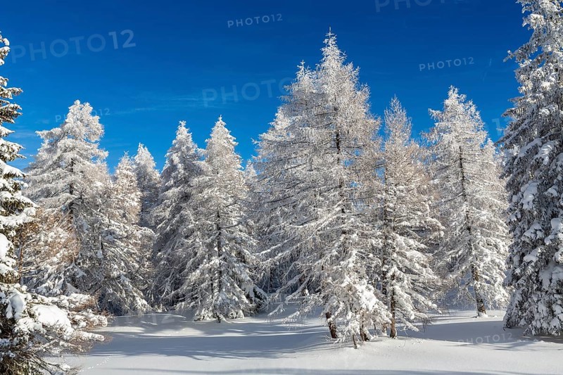 Winter landscape