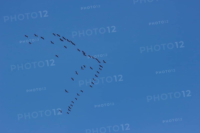 Bird migration