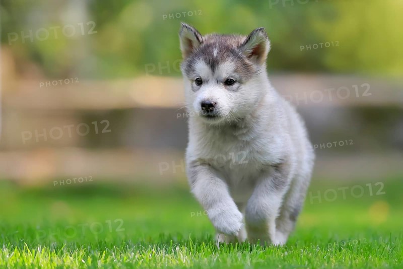Alaskan Malamute puppy running across the meadow