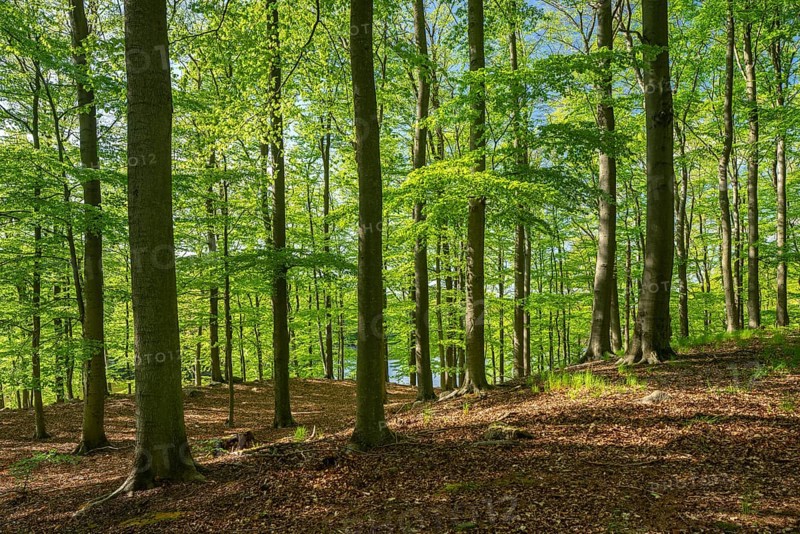Beech forest