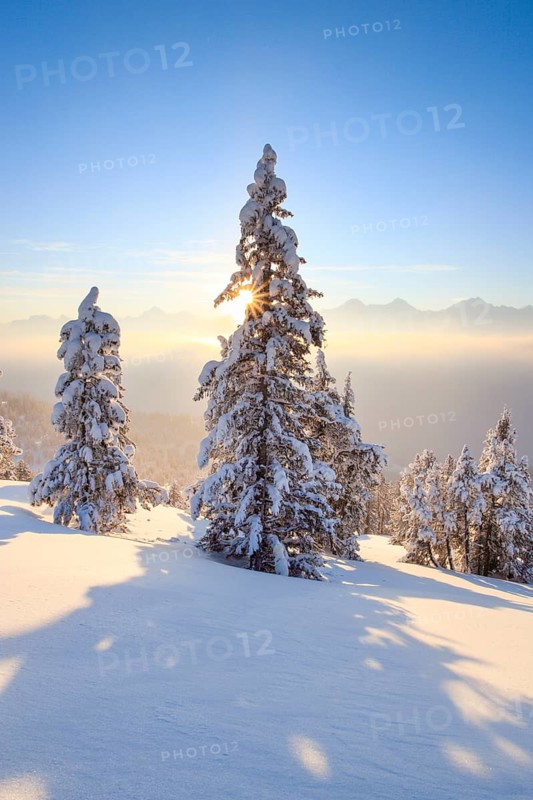 Mountain pine