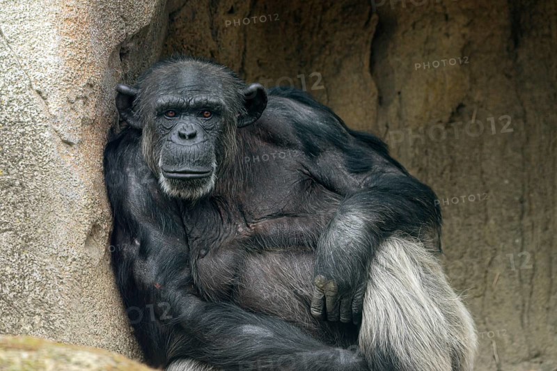 Chimpanzee