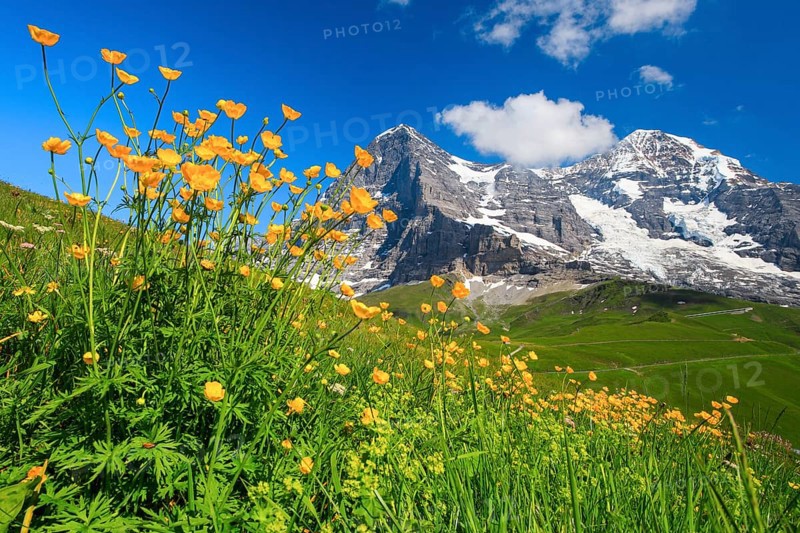 Eiger and Moench with buttercup