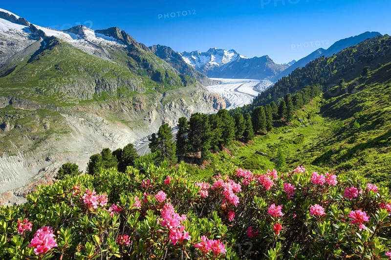 Wannenhoerner and Aletsch glacier with alpine roses