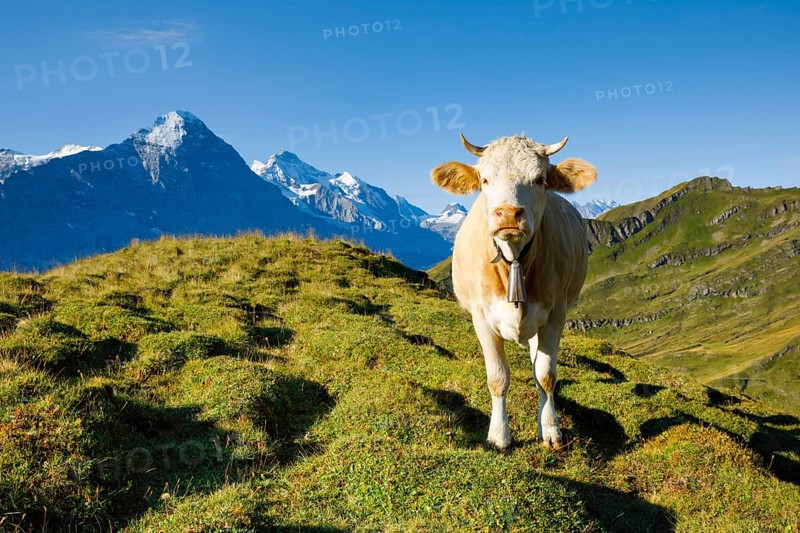 Cow in front of Eiger and Jungfrau