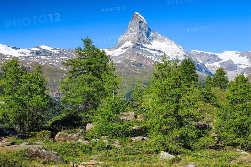 Matterhorn and larch forest in summer