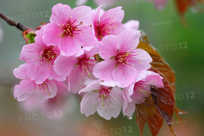 Japanese decorative cherry