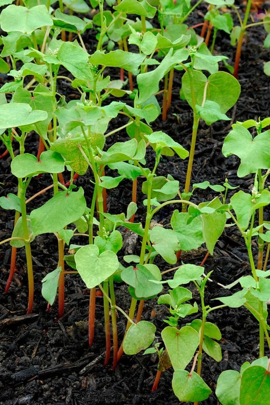 Buckwheat