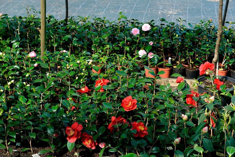 Greenhouse with camellias