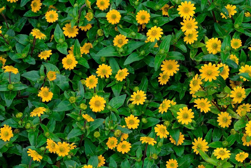 Creeping Zinnia