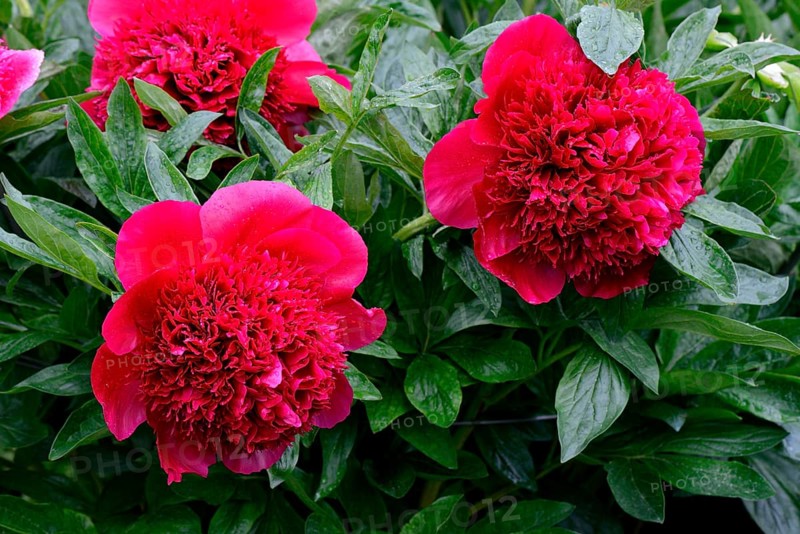 Peony