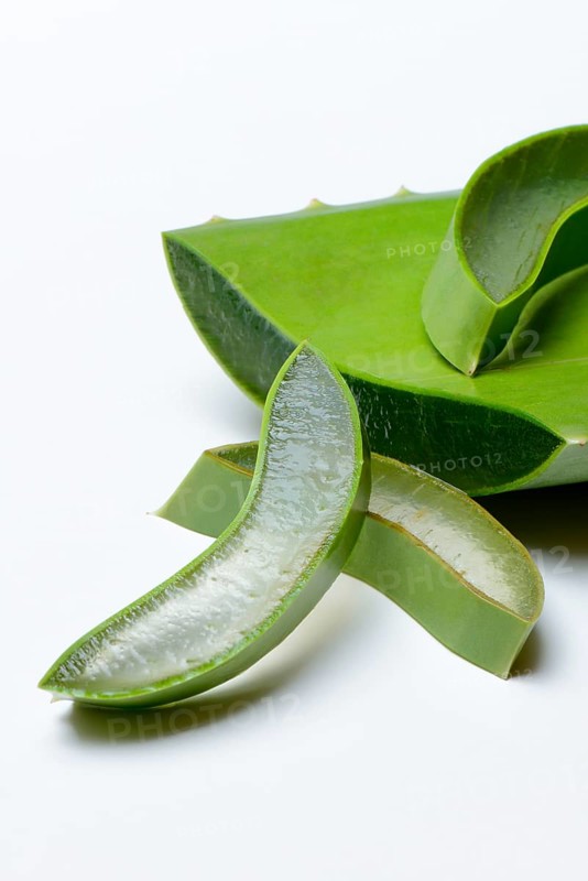 Aloe leaf discs and cut leaf