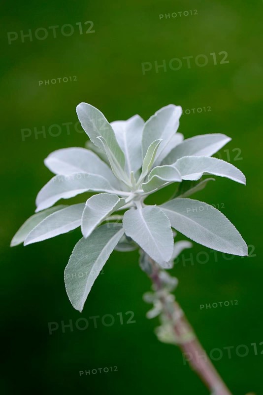 Indian smoking sage