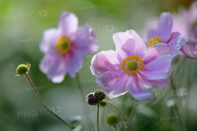 Autumn anemone