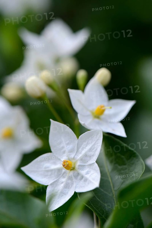 Solanum laxum