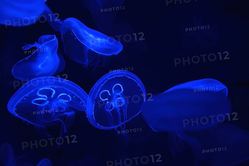 Common jellyfish