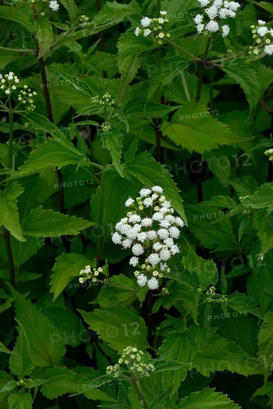 Ageratum east