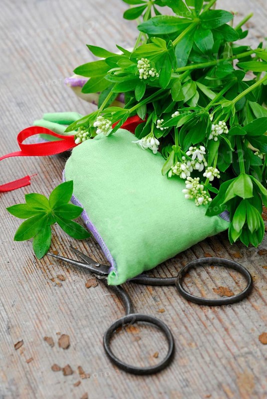 Real Galium odoratum