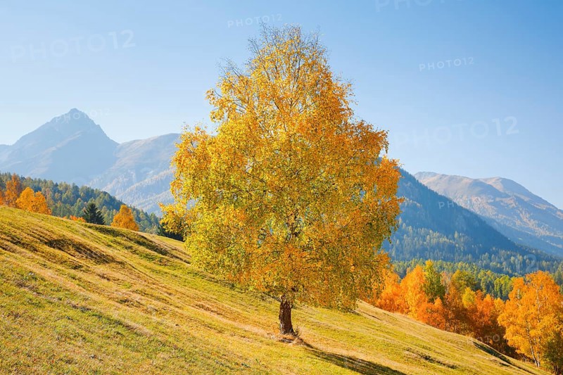 Birch with Piz Nair in the background