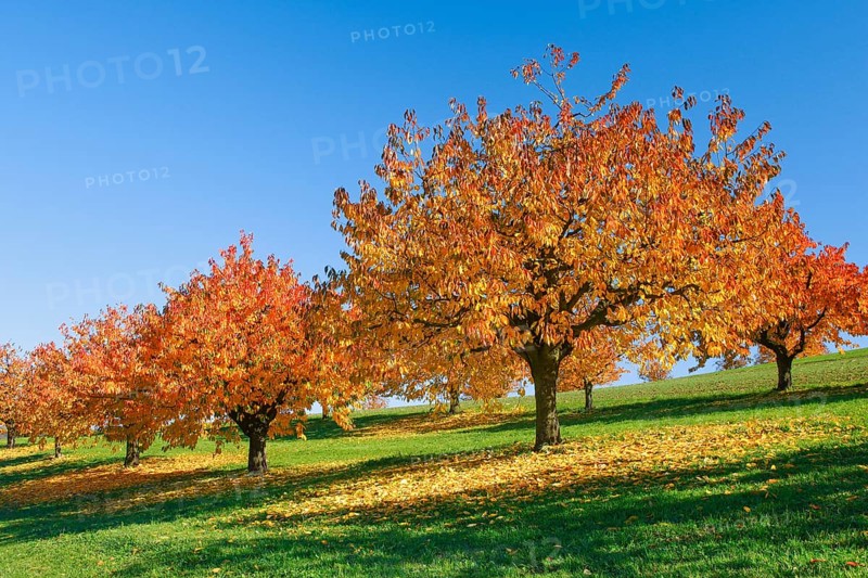 Cherry trees in autumn