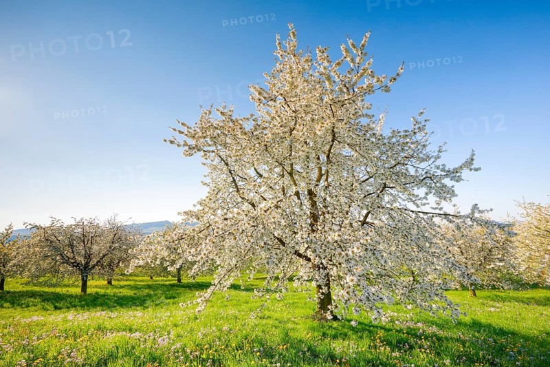 Cherry trees in spring