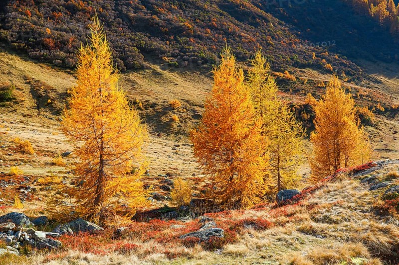 Larch forest and blueberry bushes