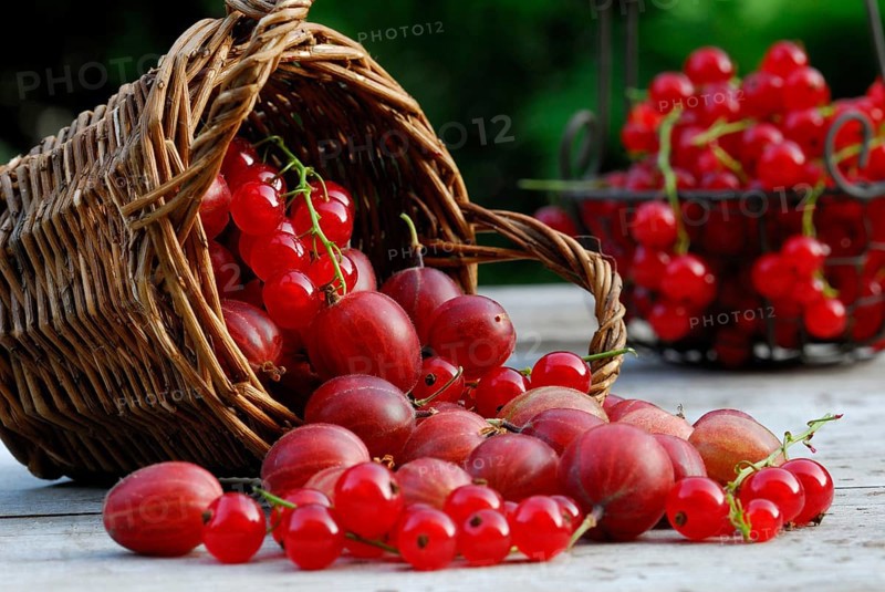 Basket with Gooseberriesand Redcurrants