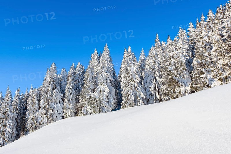 Snowy fir forest