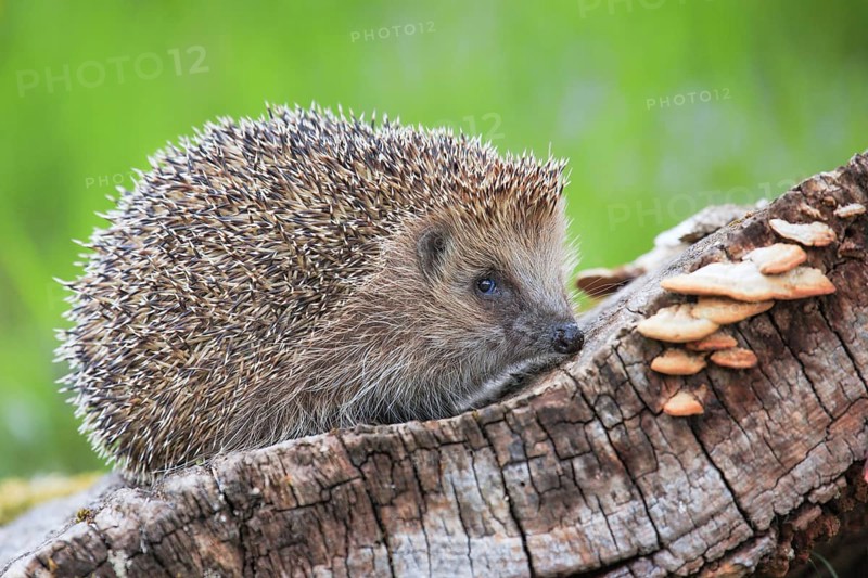 European hedgehog