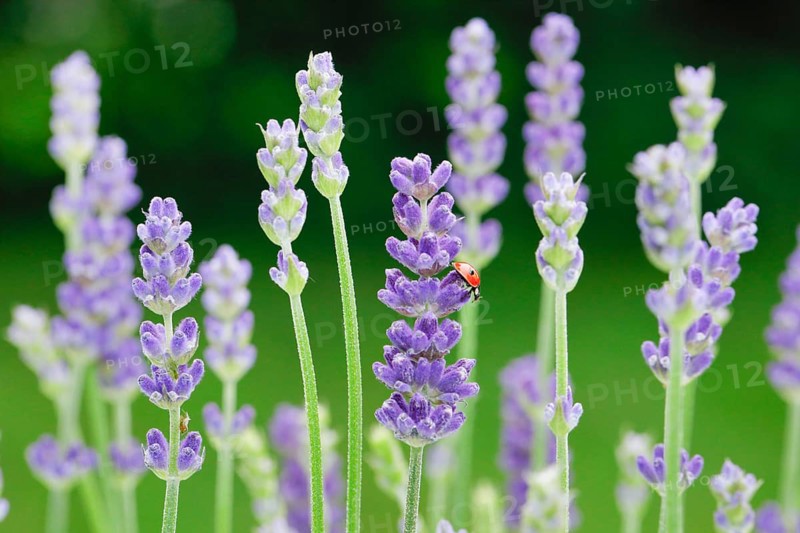 Two-spotted ladybird on lavender flower