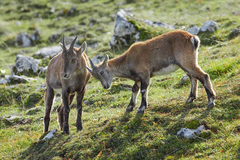 Ibex young