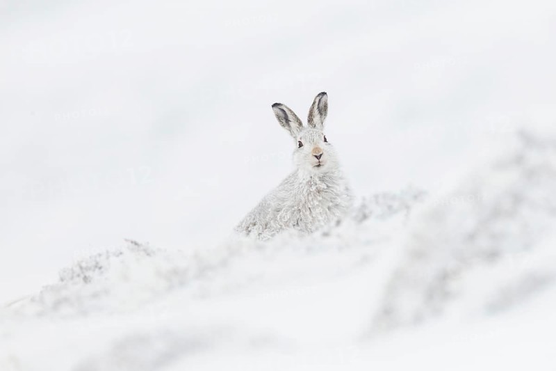 Mountain hare