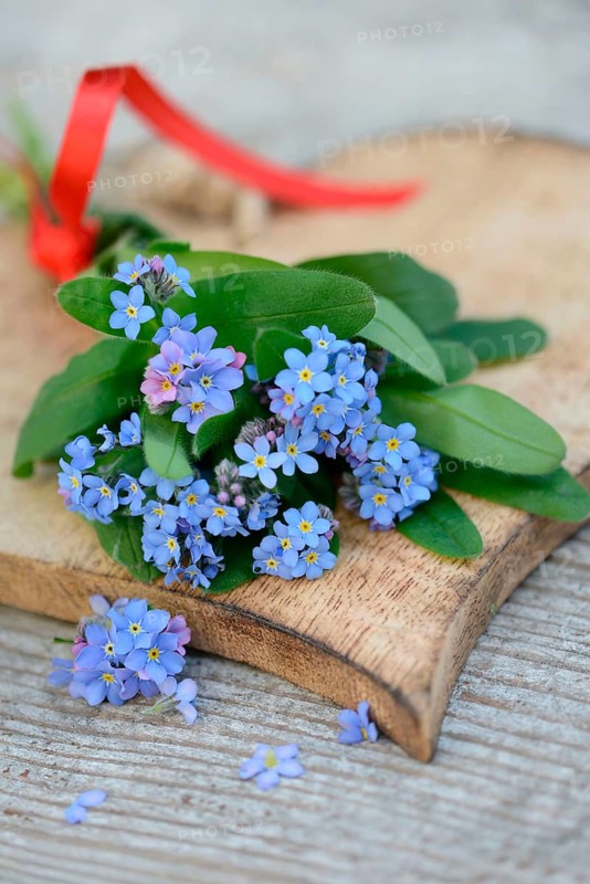Forget-Me-Not