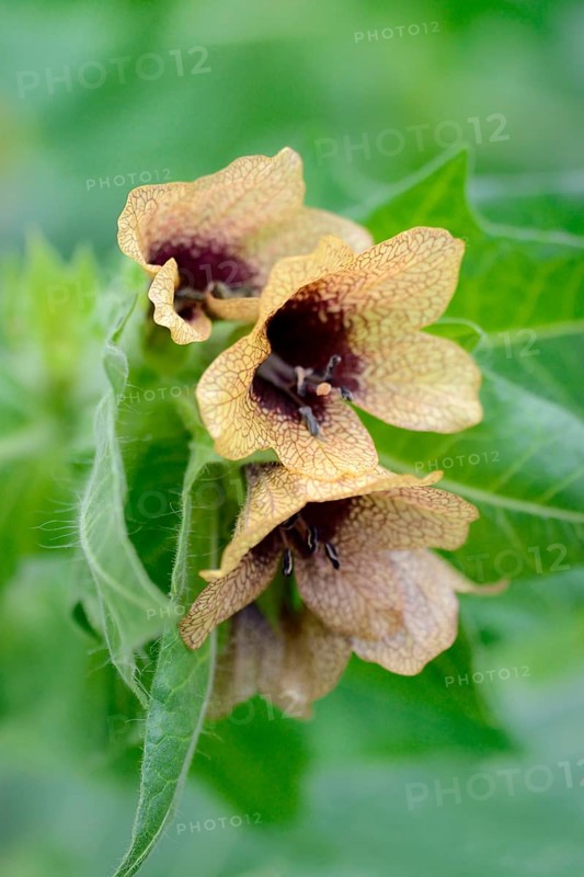 Henbane
