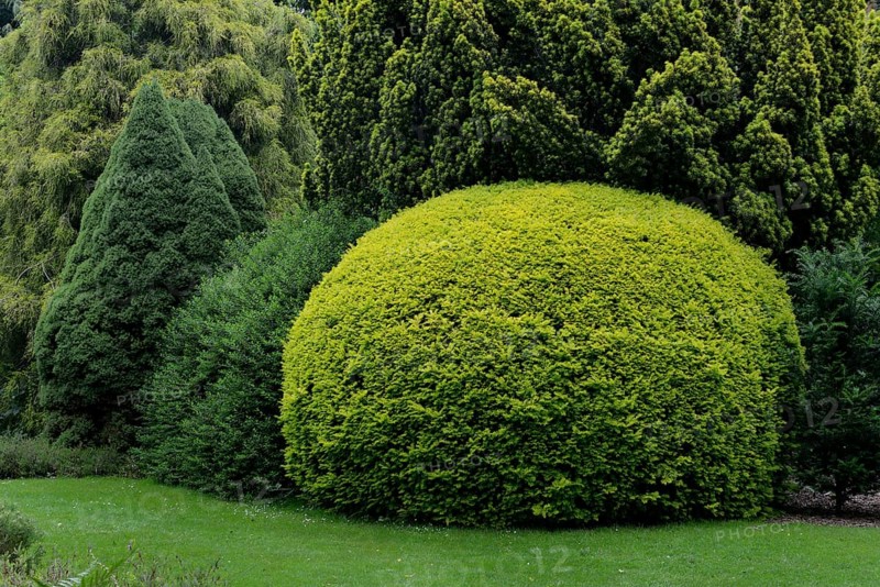 English yew