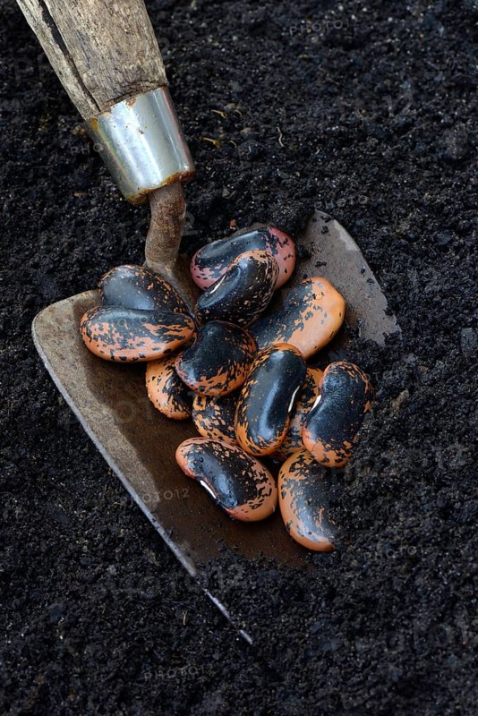 Scarlet runner beans