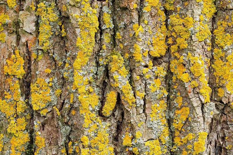 Detail of oak bark