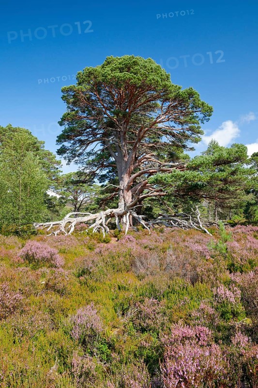 Scots pine
