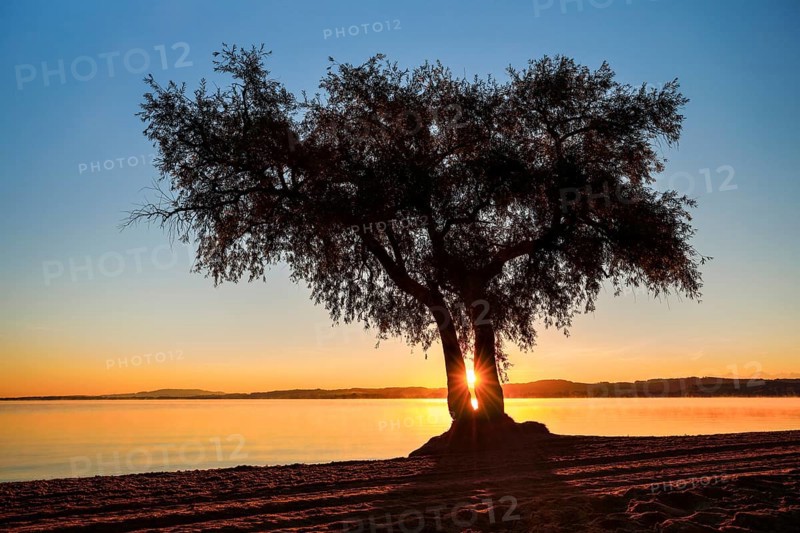 Pasture at Lake Murten