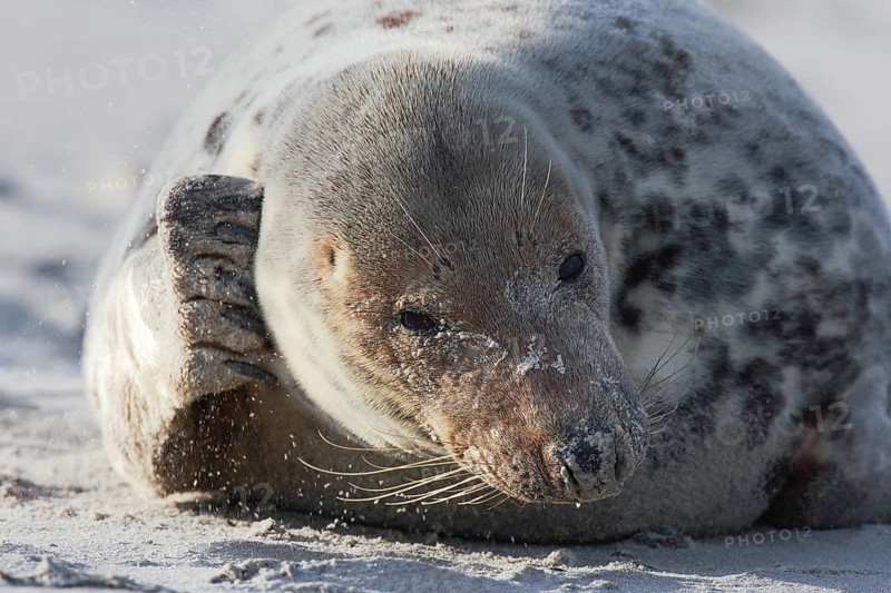 Grey seal