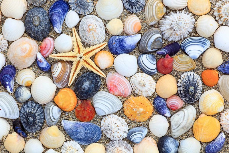 Starfish and shells in sand