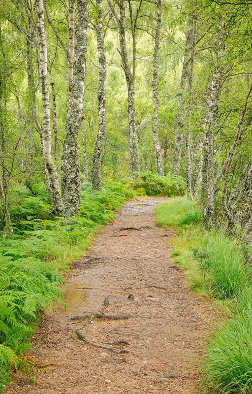 Footpath in birch forest