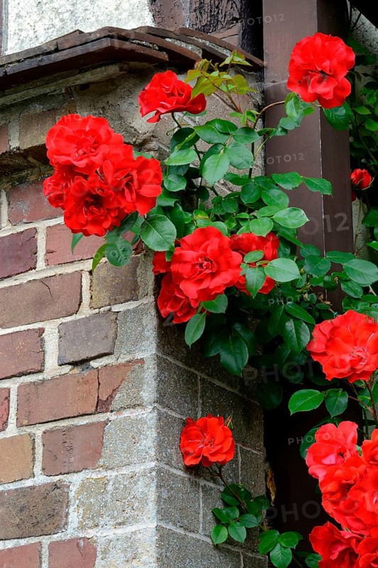 Climbing Rose