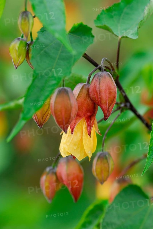 Abutilon varieties