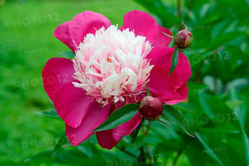 Chinese peony