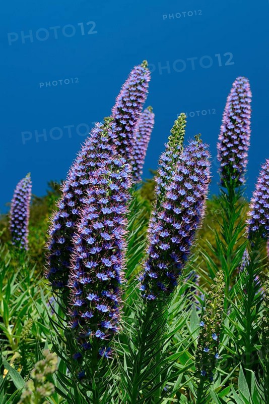 Pride of Madeira
