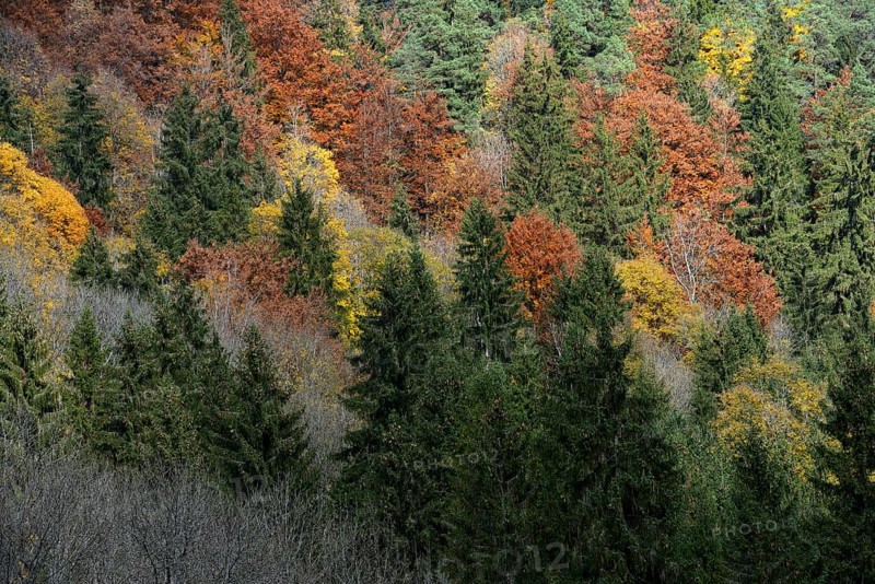 Mixed Forest