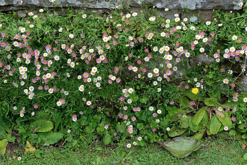 Mexican fleabane